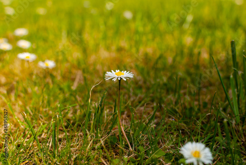 Daisies on the green lawn