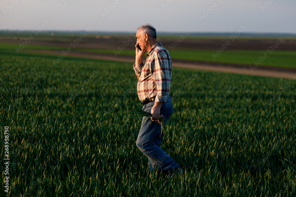 Senior farmer walking in young wheat field and examining crop and talking at phone. Senior farmer walking in young wheat field and examining crop and talking at phone.