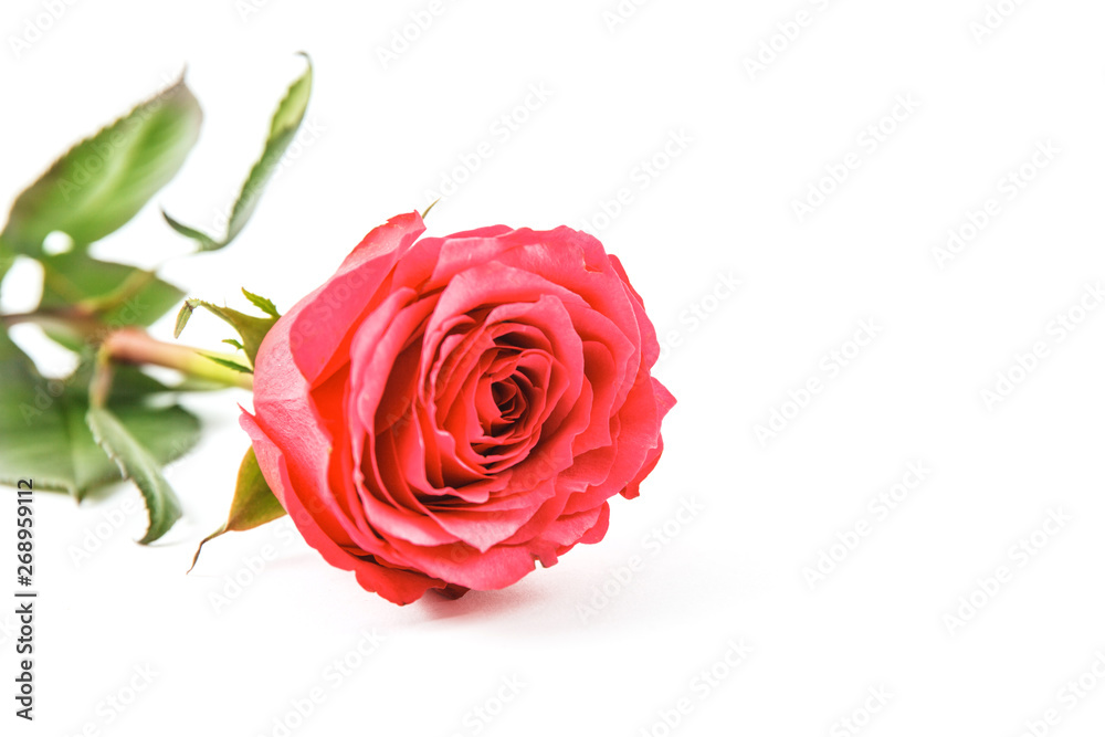 red rose isolated on white red rose isolated on white