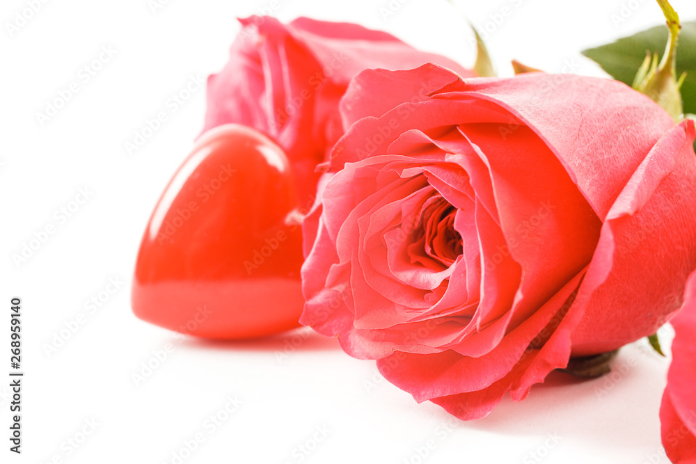red rose isolated on white red rose isolated on white