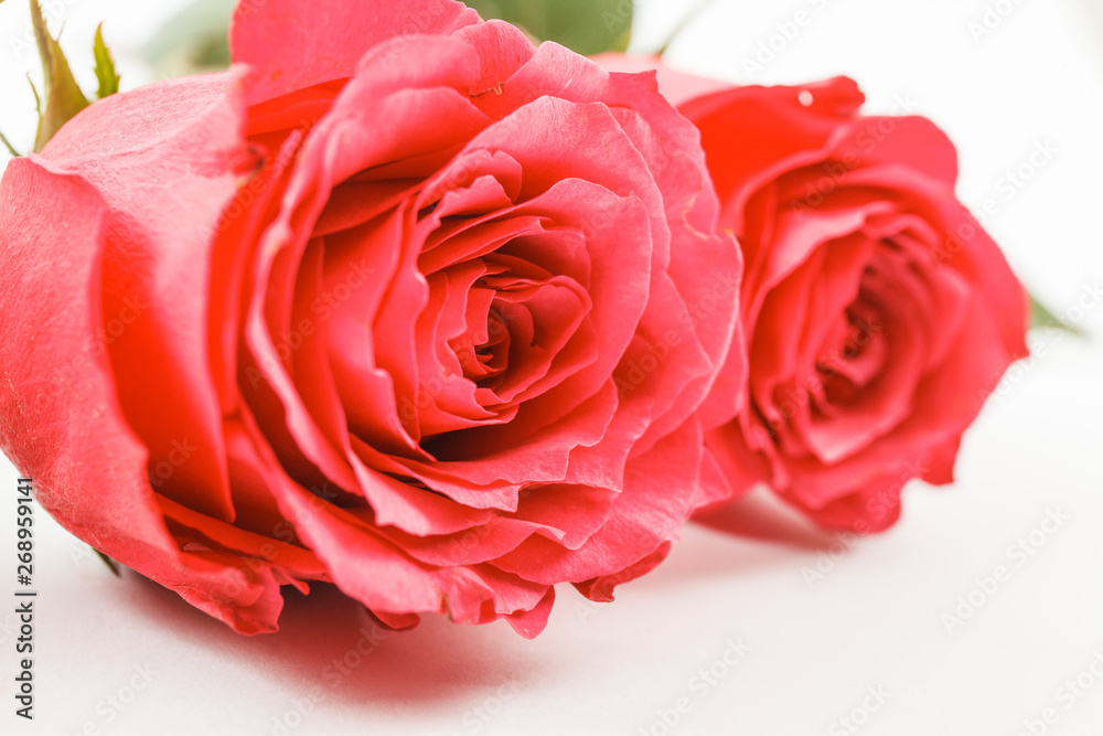red rose isolated on white red rose isolated on white