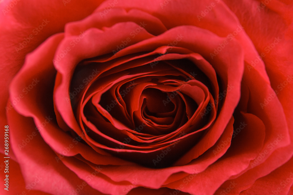 Fototapeta premium red rose isolated on white