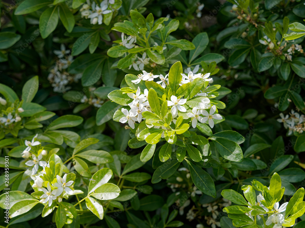 Oranger du Mexique (Choisya ternata) aux feuilles et fleurs étoilées