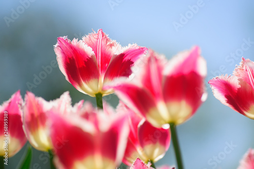 Natural bakground of spring blooming flowers. Field of bright pink tulips against blue sky. © IKvyatkovskaya