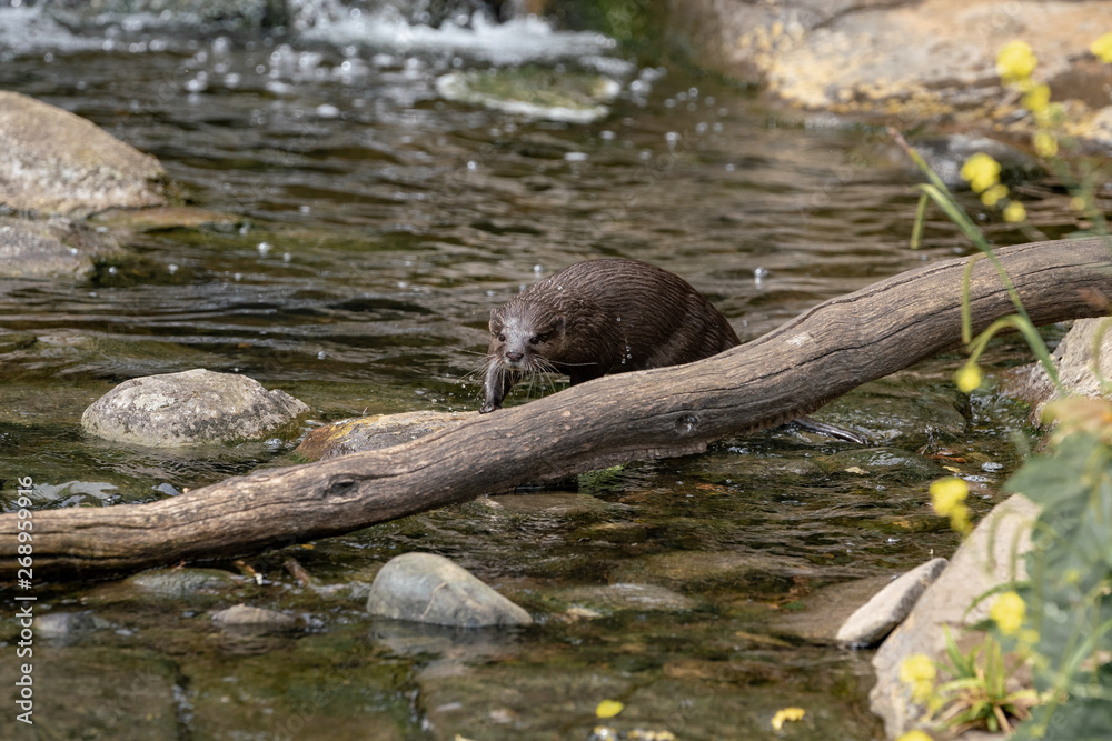 otter in the lake and waterfall otter in the lake and waterfall