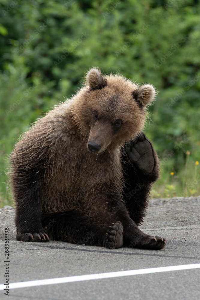 Young Kamchatka brown bear scratching his back paw behind the ear scaring mosquitoes, sits on side of asphalt road. Wild animal in motion. Eurasia, Russian Far East, Kamchatka Peninsula. Young Kamchatka brown bear scratching his back paw behind the ear scaring mosquitoes, sits on side of asphalt road. Wild animal in motion. Eurasia, Russian Far East, Kamchatka Peninsula.