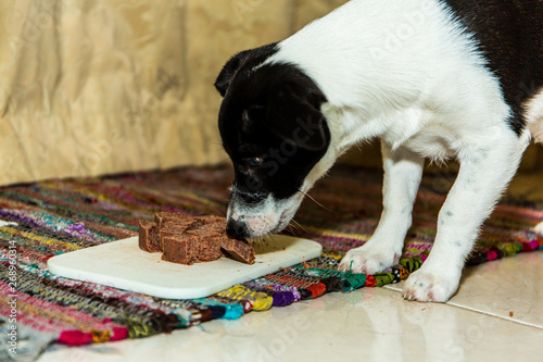 Border Jack Terrier eating dinner fast