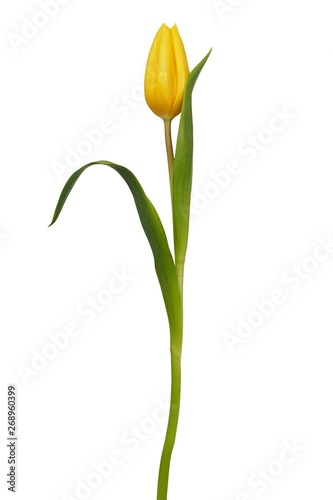 Yellow tulip on white