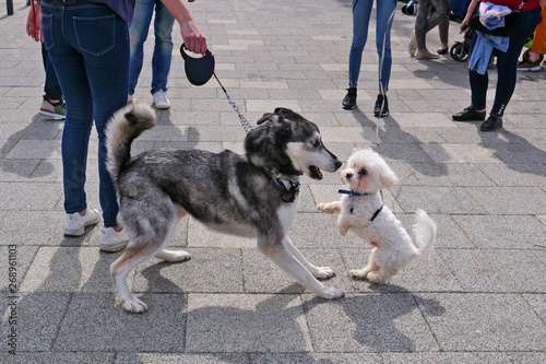 White maltese toy dog threathens a siberian husky