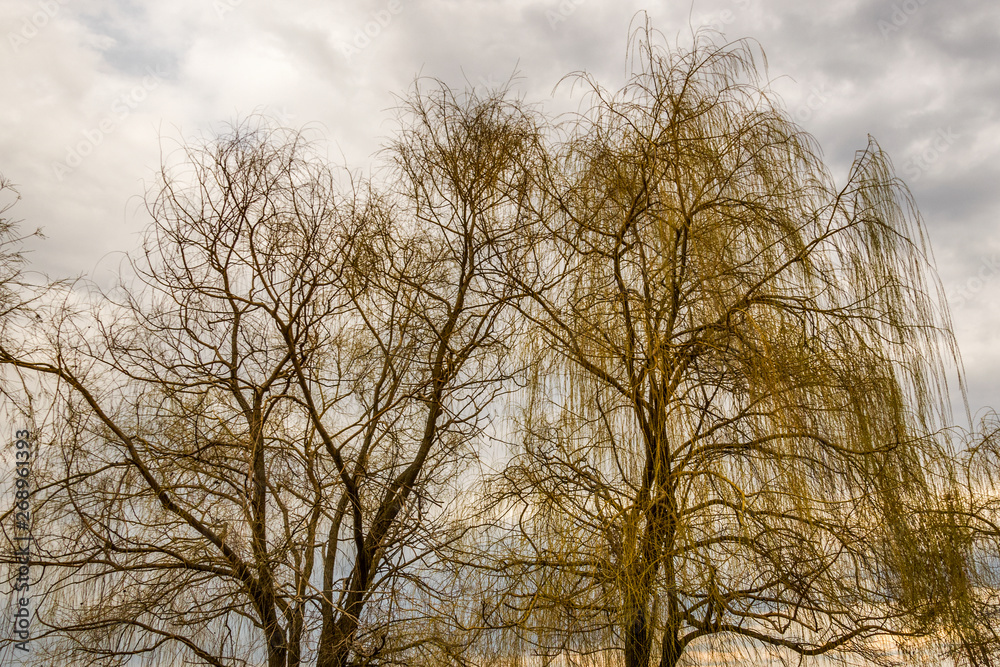 Bare tree branches against a cloudy sky Bare tree branches against a cloudy sky