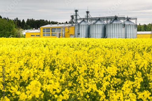 Field of flower of rapeseed, canola colza in Brassica napus on agro-processing plant for processing and silver silos for drying cleaning and storage of agricultural products, flour, cereals and grain