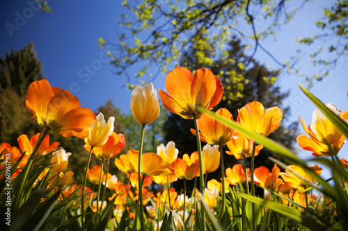 Fototapeta Naklejka Na Ścianę i Meble -  Spring tulips in the park