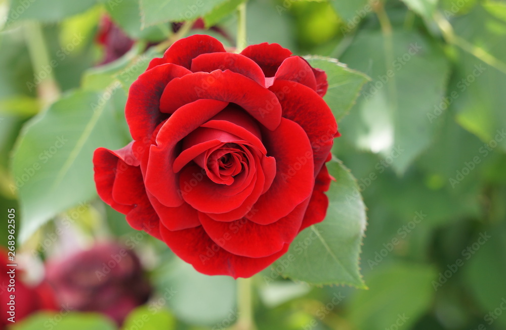 Obraz premium 赤いバラ