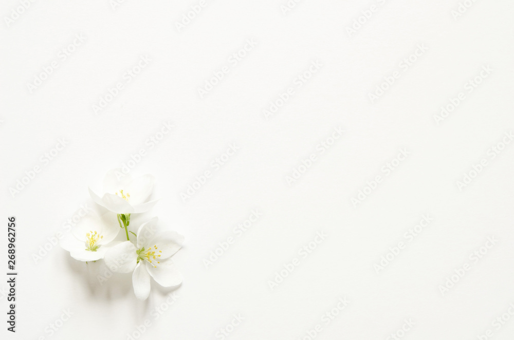 Fototapeta premium Flowers composition. Pattern made white and pink flowers with space for text on white paper. Mockup. View from above. - Image