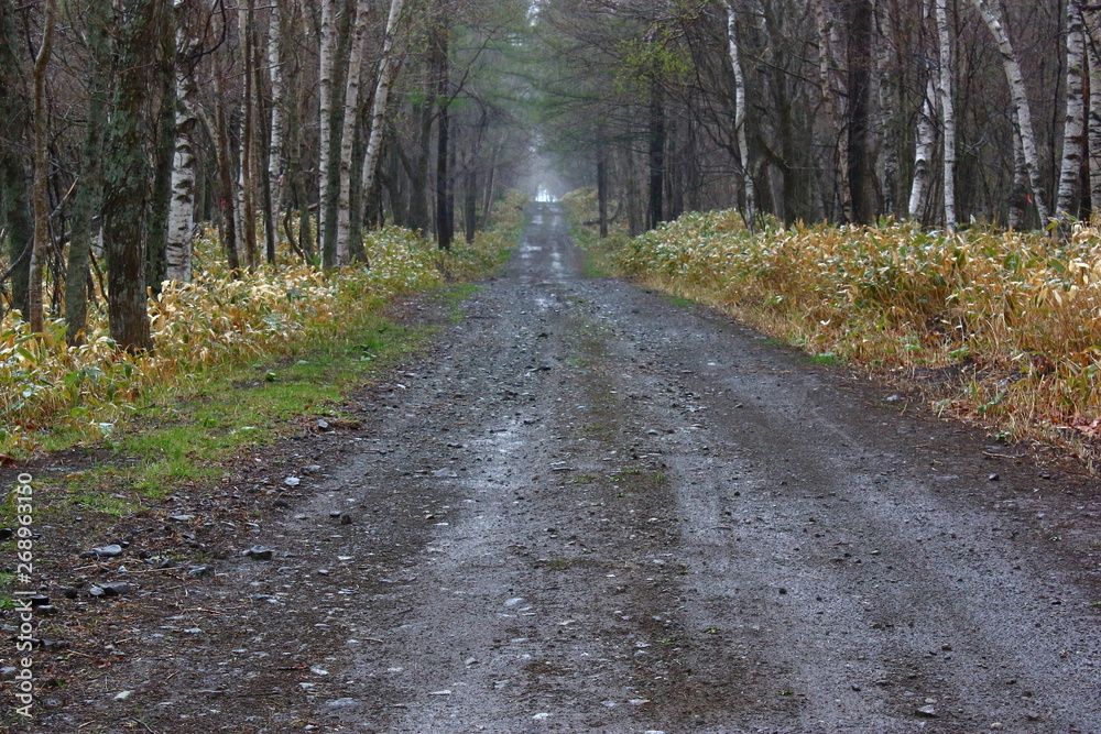 Fototapeta premium 雨の森を通る一本の道