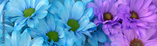 Fototapeta Naklejka Na Ścianę i Meble -  Multi-colored chrysanthemums. Bouquet. Purple, blue flowers. Flower background..