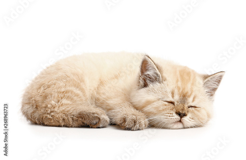 Fotografie Cute sleeping kitten on white background