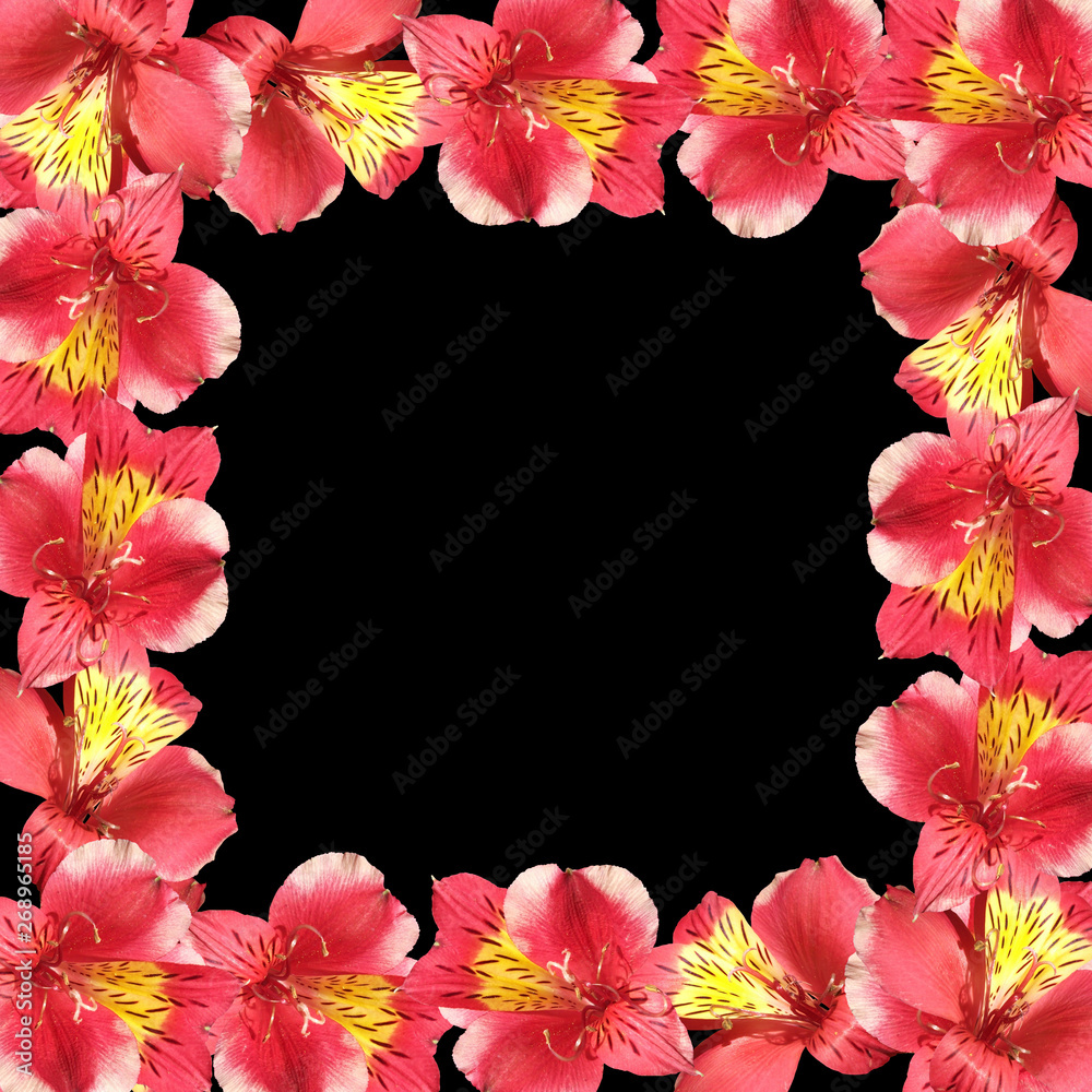 Beautiful floral background of red Alstroemeria. Isolated