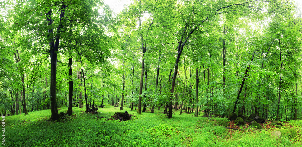 Green forest and grass with trees Green forest and grass with trees