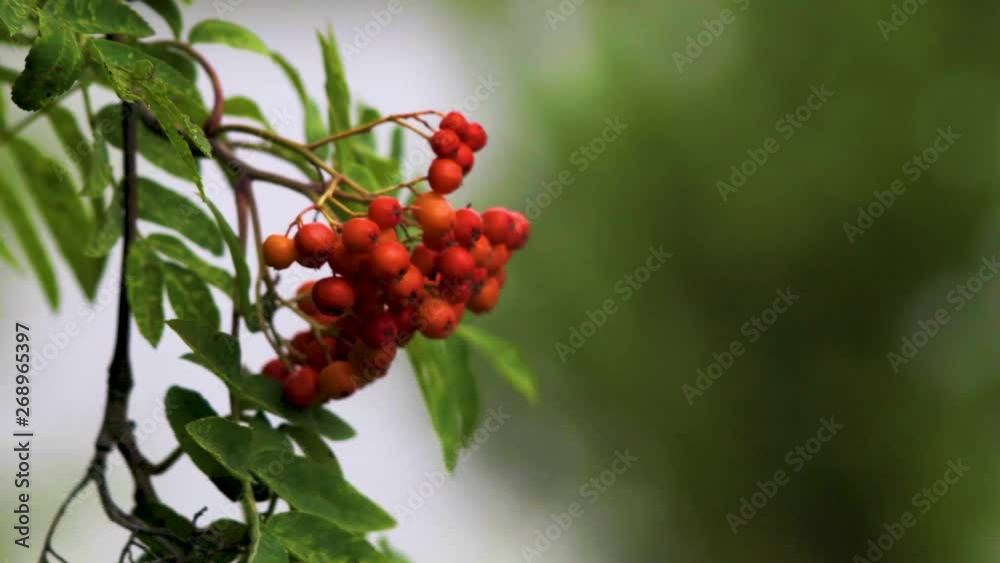 Bunch of red rowan berries (Sorbus aucuparia) in the wind. Bunch of red rowan berries (Sorbus aucuparia) in the wind.