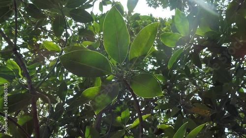 The mangrove leaves are swaying in the wind.