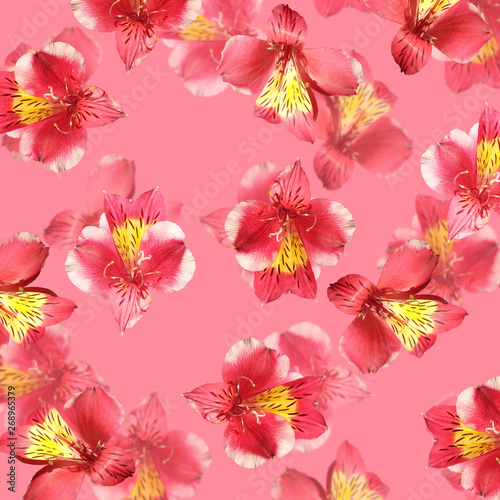 Beautiful floral background of red Alstroemeria. Isolated