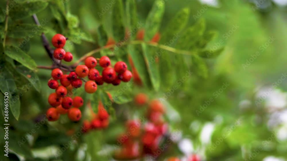 Bunch of red rowan berries (Sorbus aucuparia) in the wind. Bunch of red rowan berries (Sorbus aucuparia) in the wind.