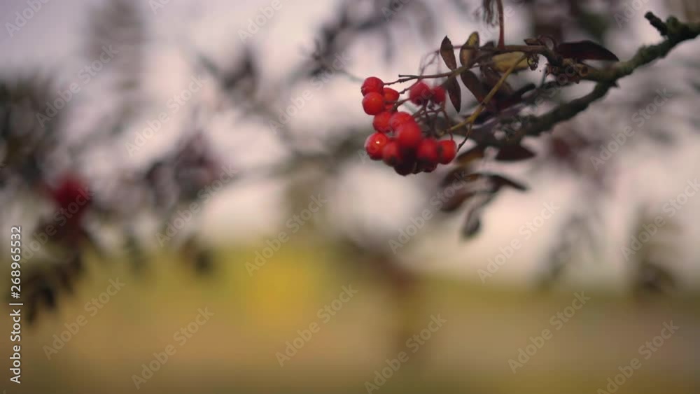 Closeup of a Bunch of red rowan berries (Sorbus aucuparia.) in the wind. Closeup of a Bunch of red rowan berries (Sorbus aucuparia.) in the wind.