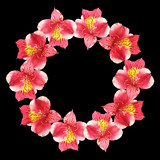 Beautiful floral circle of red Alstroemeria. Isolated