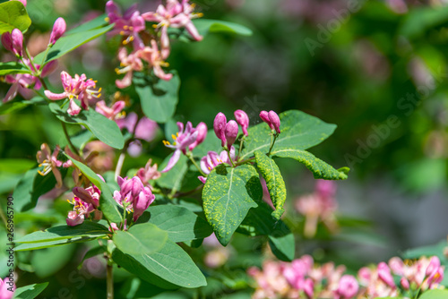Closeup of Pink Blossoms on a Bush in Spring