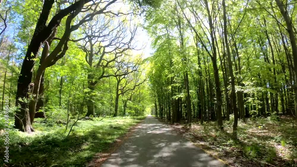 peaceful road in forest during summer
Riding in forest on small road in peaceful environment peaceful road in forest during summer
Riding in forest on small road in peaceful environment