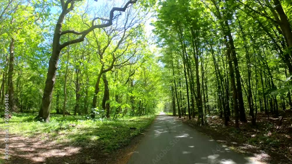 smooth camera moving in forest on the small road during summer
Riding in forest on small road in peaceful environment smooth camera moving in forest on the small road during summer
Riding in forest on small road in peaceful environment