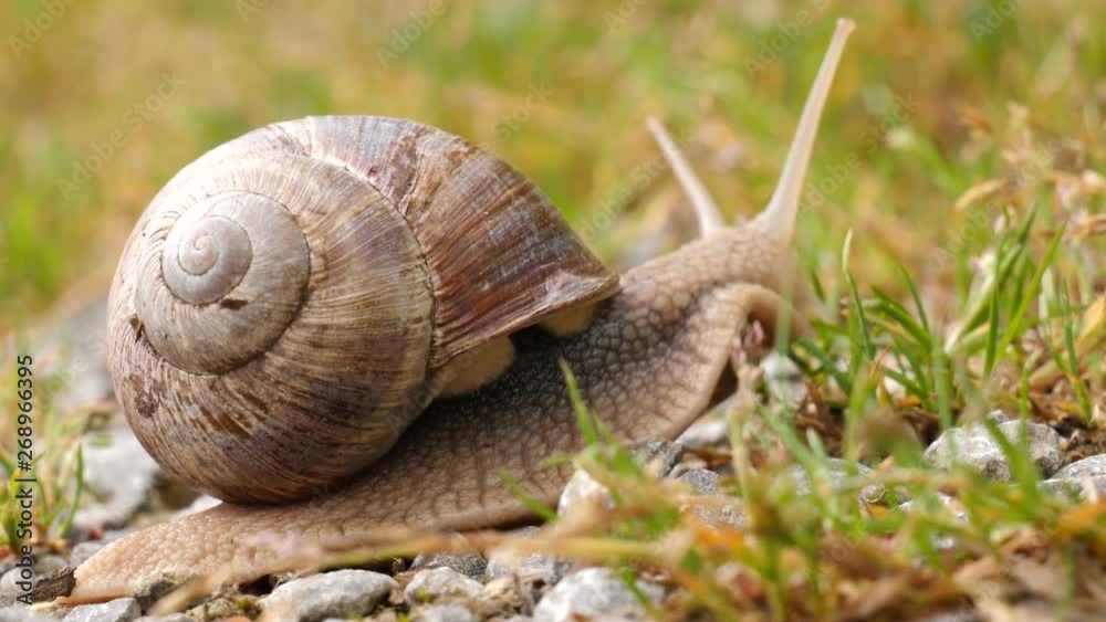 Macro shot of a brown slimy snail with snail shell crawling over a forest ground. Macro shot of a brown slimy snail with snail shell crawling over a forest ground.