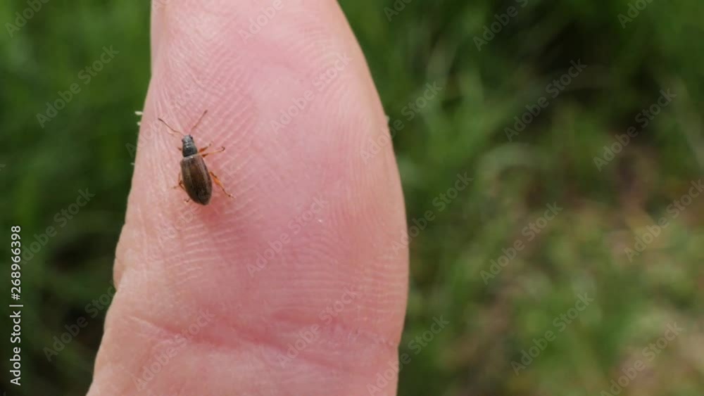 Close up shot of a small brown bug walking over a white male finger in slow motion.