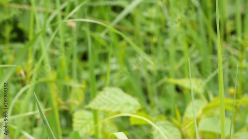 A brown moth crawls up on a green gras and falls down and flies away in slow motion. photo