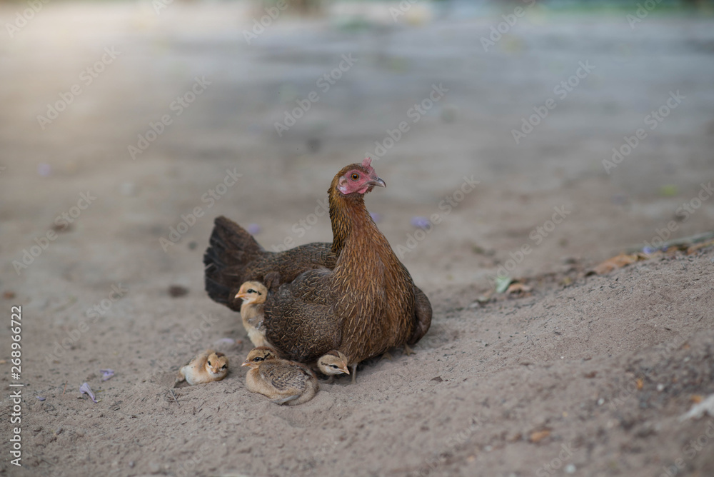 Naklejka premium Hen with chicken hiding under wings.