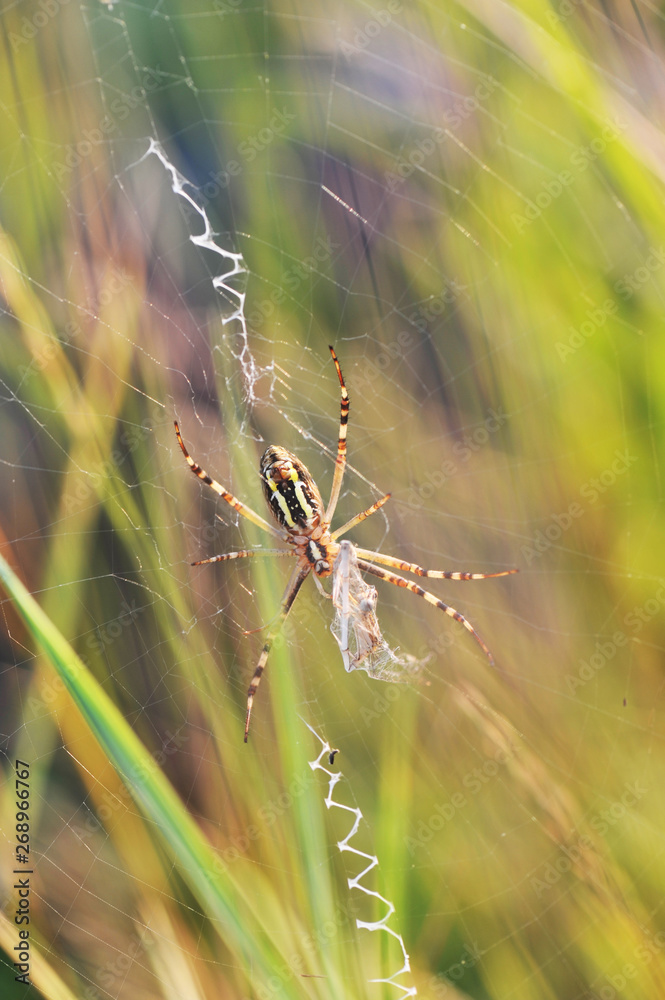 A spider web in nature background. spiderweb or cobweb is a device created by a spider out of proteinaceous spider silk extruded from its spinnerets. generally meant to catch its prey. A spider web in nature background. spiderweb or cobweb is a device created by a spider out of proteinaceous spider silk extruded from its spinnerets. generally meant to catch its prey.