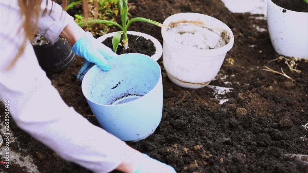 Gardening. Young native woman's hands gently scooping rich dark potting soil into a red clay pot, with freshly potted plants in the foreground as she does her gardening. Signs for work in the garden Gardening. Young native woman's hands gently scooping rich dark potting soil into a red clay pot, with freshly potted plants in the foreground as she does her gardening. Signs for work in the garden