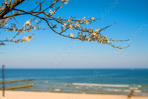 Fototapeta Naklejka Na Ścianę i Meble -  Baltic sea, pear blossom on a beach promenade