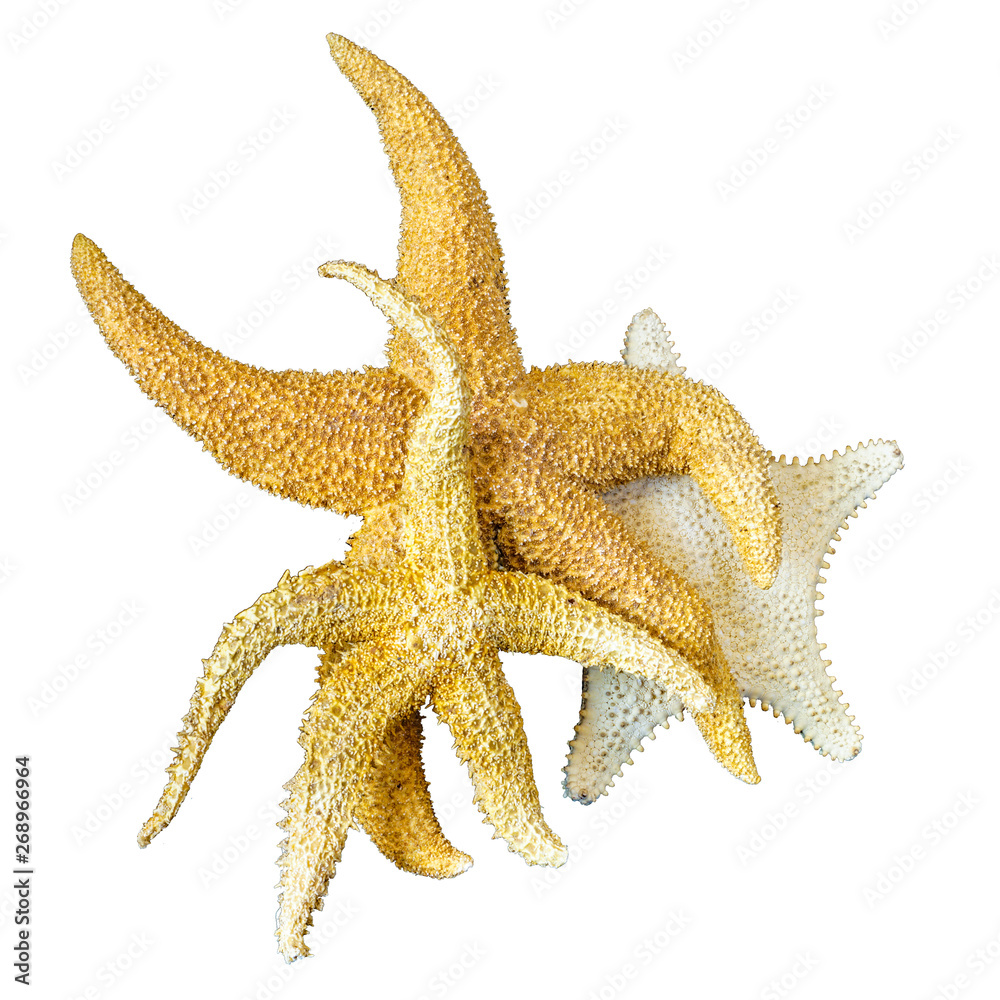 Dancing starfish together. Three orange starfishes on white background, isolate