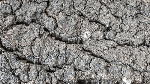 Принти на полотні The bark of the cork tree is gray, ashen color