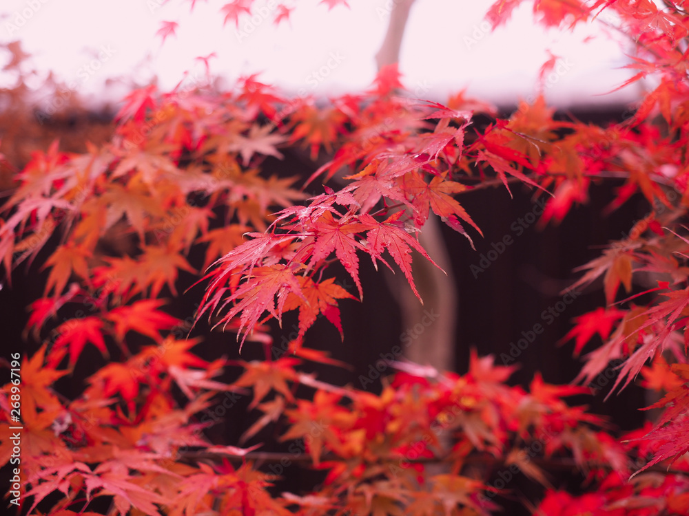 Red maple leaves on tree after rain. Red maple leaves on tree after rain.