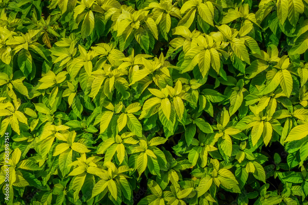 The surface of the green Leaves for the design work that feels fresh, moist and natural. The surface of the green Leaves for the design work that feels fresh, moist and natural.