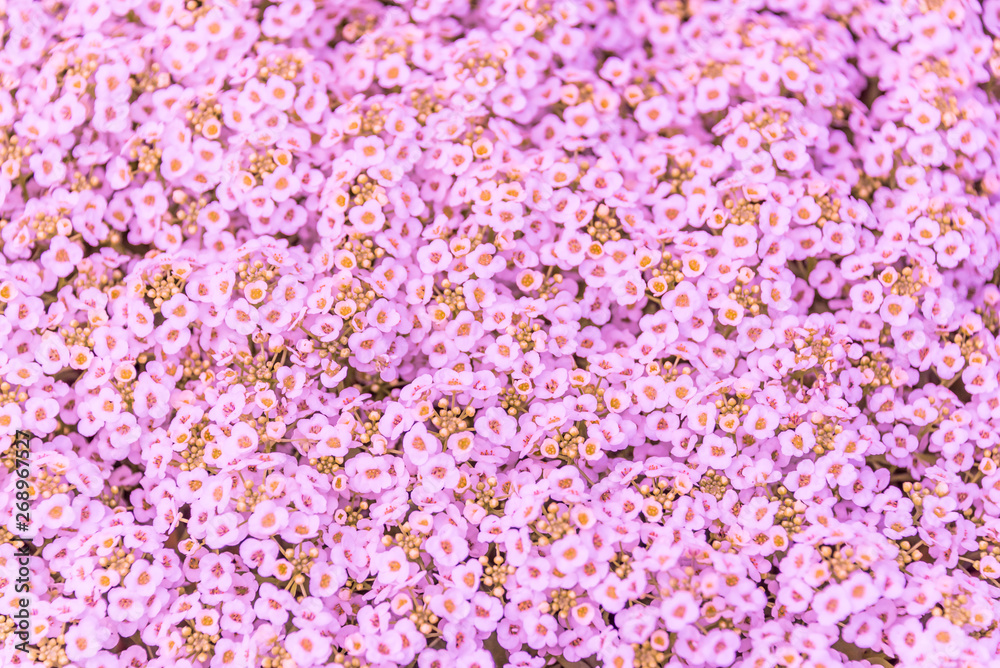 Background of Tiny Flowers in Spring