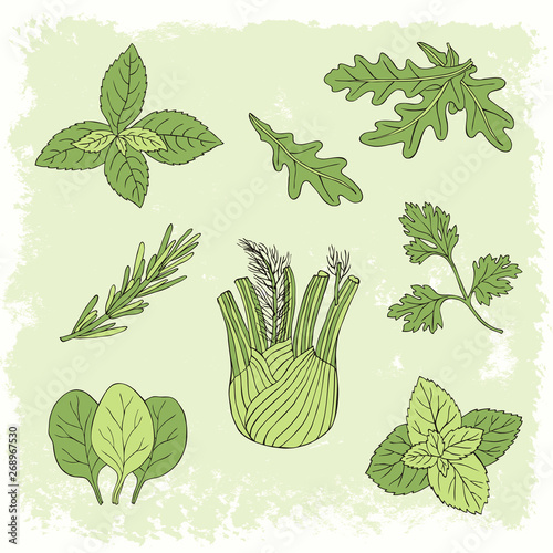 Hand drawn herb set with mint, spinach, basil, parsley. Vector illustration.