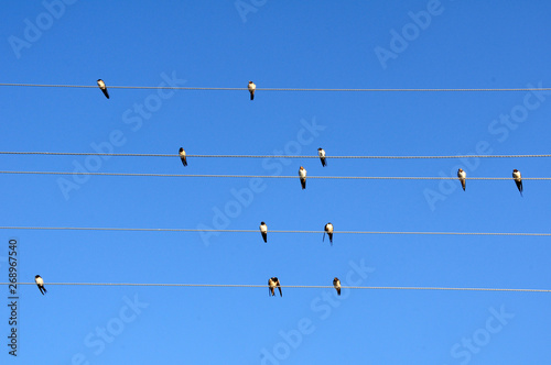 birds on wire