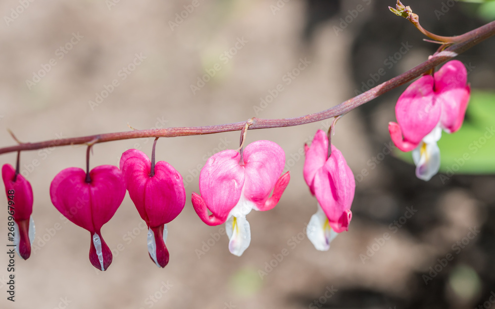 Fototapeta premium Asian Bleeding Heart Blossoms in Spring