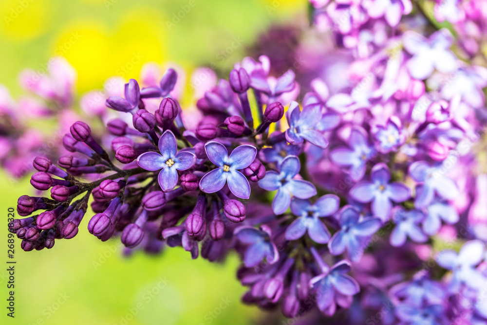 Fototapeta premium Closeup of Lilac Blossoms in Bloom in Spring