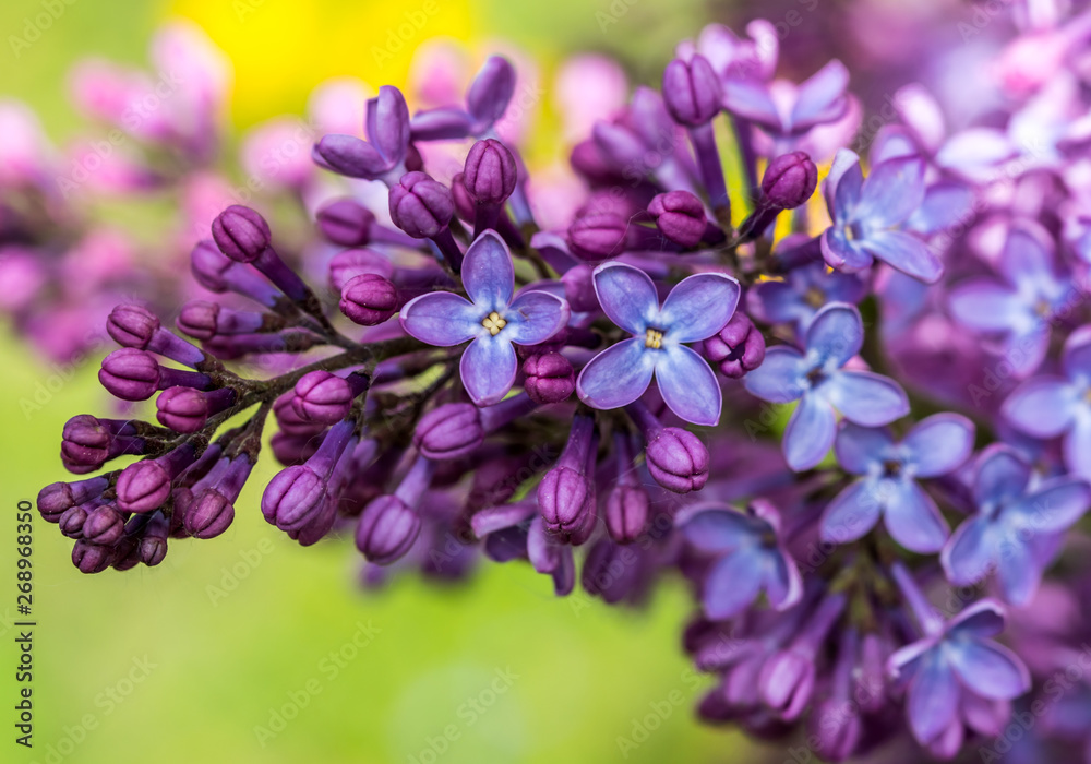 Closeup of Lilac Blossoms in Bloom in Spring Closeup of Lilac Blossoms in Bloom in Spring