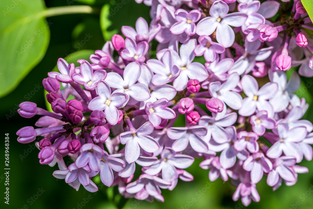 Closeup of Lilac Blossoms in Bloom in Spring Closeup of Lilac Blossoms in Bloom in Spring